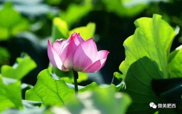 网红女足球员荷花赛场上表现出色